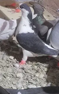 کفتر گم شده