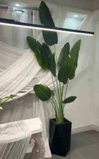 درختچه تزئینی
