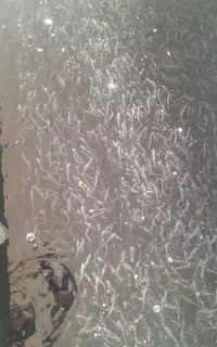 فروش بچه ماهی قزل الاه نژاد اکوالر یک گرم به بالا