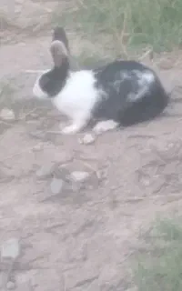 خرگوش خر خونگی