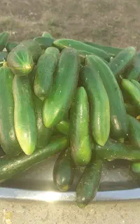 فروش خیار مخصوص خیارشور بوته ای