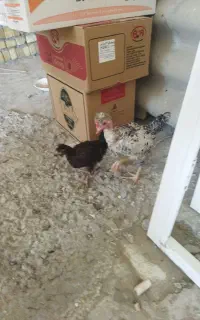 جوجه مرغ وخروس
