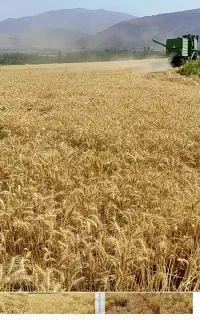 گندم ابی