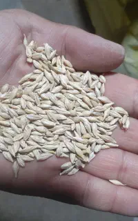 جو بذری جلگه