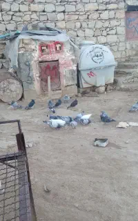 کبوتر با طوقی معارضه میکنم
