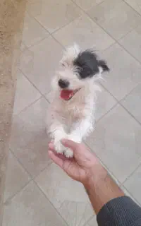 سگ پاکوتاه