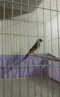 سهره ماده جوجه قفس کار داده تازه صاف رو به بالا