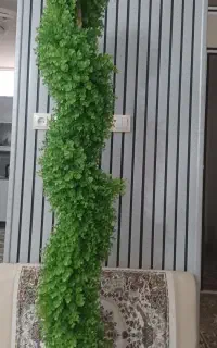 2عدد گل شمشاد