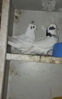 کبوتر