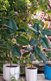 گل های زیبا