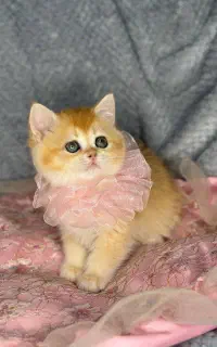 بچه‌گربه های بیریتیش و‌ اسکاتیش وارداتی