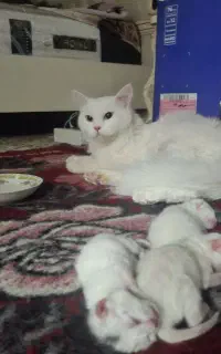 گربه گمشده