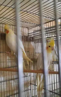جفت مولد عروس هلندی