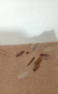 موکت پالاز زیبا وخوشرنگ