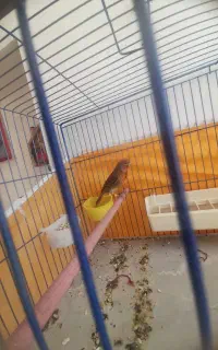 قناری نر و ماده اوپال سوخته اماده