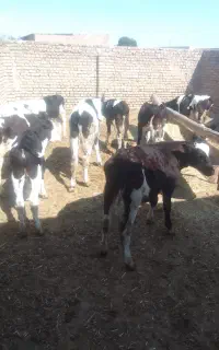 ۱۴راس گوساله درجه یک وزن ۱۲۰