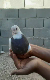 گمشده
