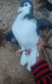1200