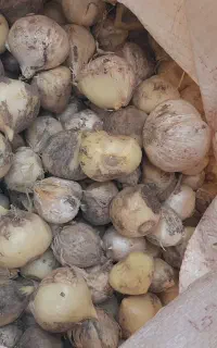 موسیر کوهی