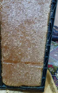 عسل