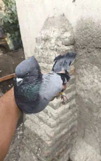کبوتر اصیل