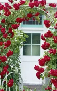 هرس ،سم‌پاشی، گل کاری ،تنه مالی درختان،قلمه زدن