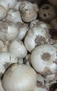 موسیر کوهی