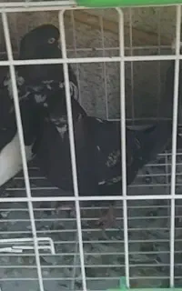 فروش ۵۰ عدد کبوتر رنگی نر و ماده