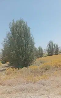 خرید چوب و  انواع درخت