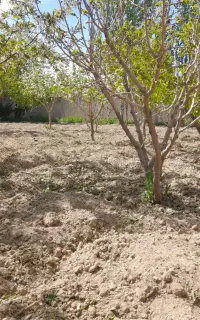 شخم زنی در کل نقاط آذربایجان شرقی