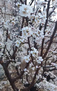 کارگر تیلرزن