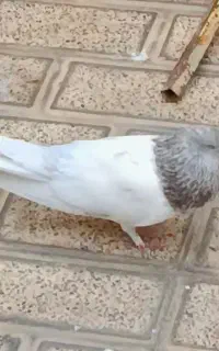 گمشده دونه 1تمن خریدارم هرکه گرفته