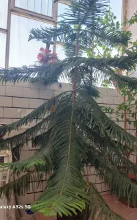 گل کاج مطبق