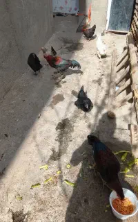 فریح