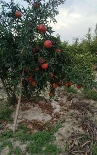 انار ملس درجه یک