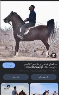 نریونی از نسل بن طاووس بزرگ