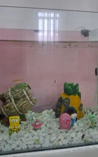 اکواریوم