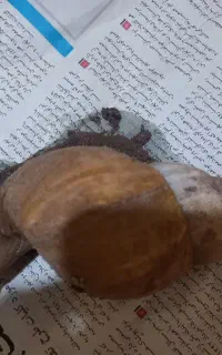 حلزون طبی درمانی دریایی