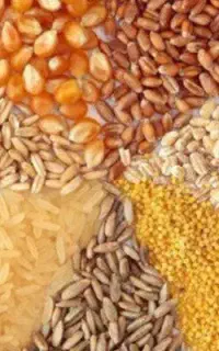 جو و ذرت واردات از روسیه فقط بالای 3000 تن