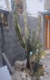 فروش کاکتوس