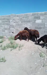 سلام دو عدد میش یکی شیره دار یکی کج دندان