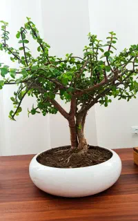 درختچه ی بنسای کراسولا کهنسال و درختچه پرتغال