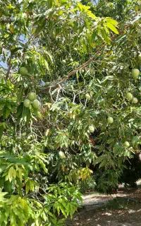 انبه و ترشی انبه موجود است