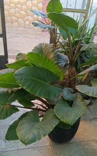گل بابا آدم تنه قرمز