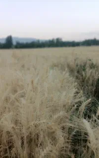 تسویه ی آنی