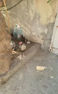 جوجه لاری