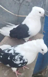 فروش کبوتر دوکت جم