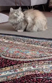 گربه پرشین ماده