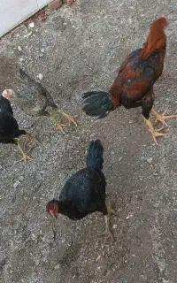 قفس دوطبقه نو با دو درب جدا