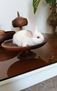 خرگوش